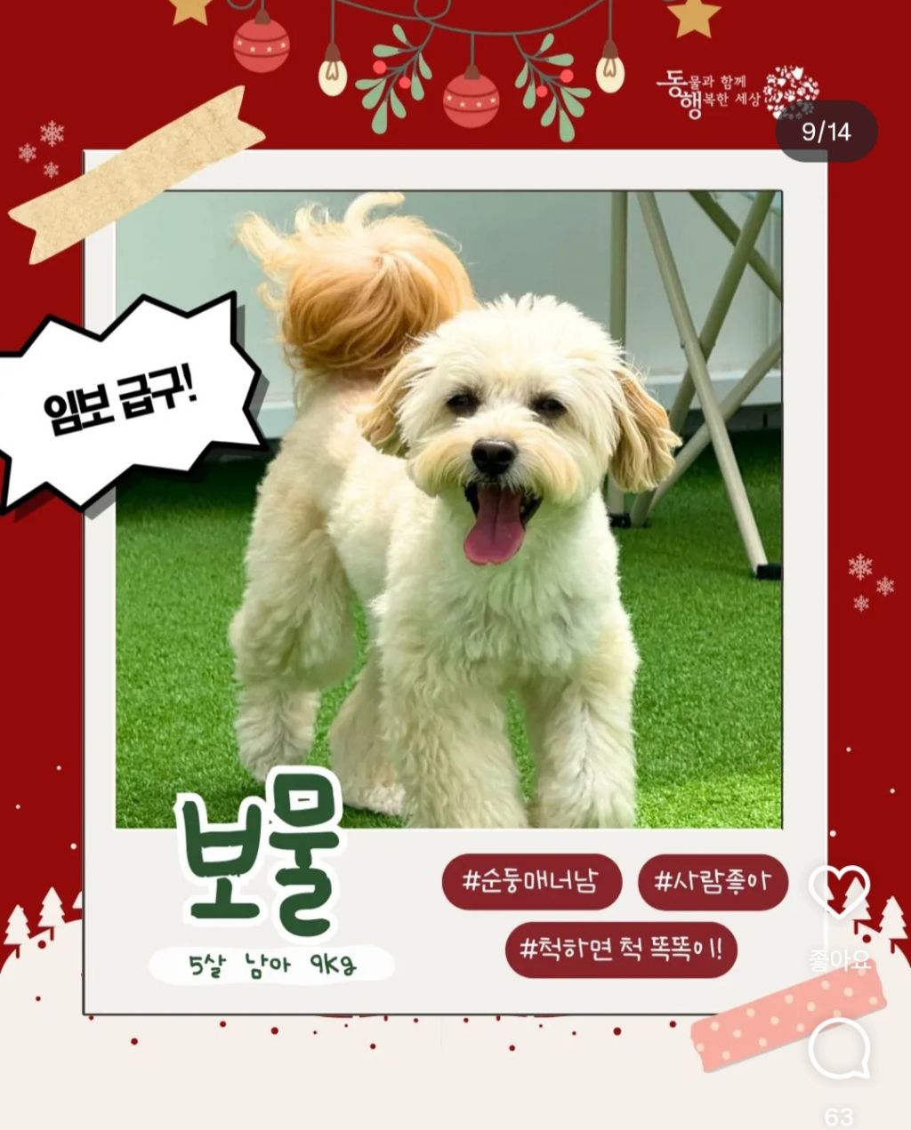 추운겨울 잠깐이라도 강아지 임시보호를 해주자 ㅜㅜ! | 인스티즈