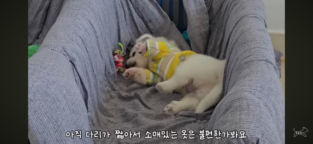 추운겨울 잠깐이라도 강아지 임시보호를 해주자 ㅜㅜ! | 인스티즈