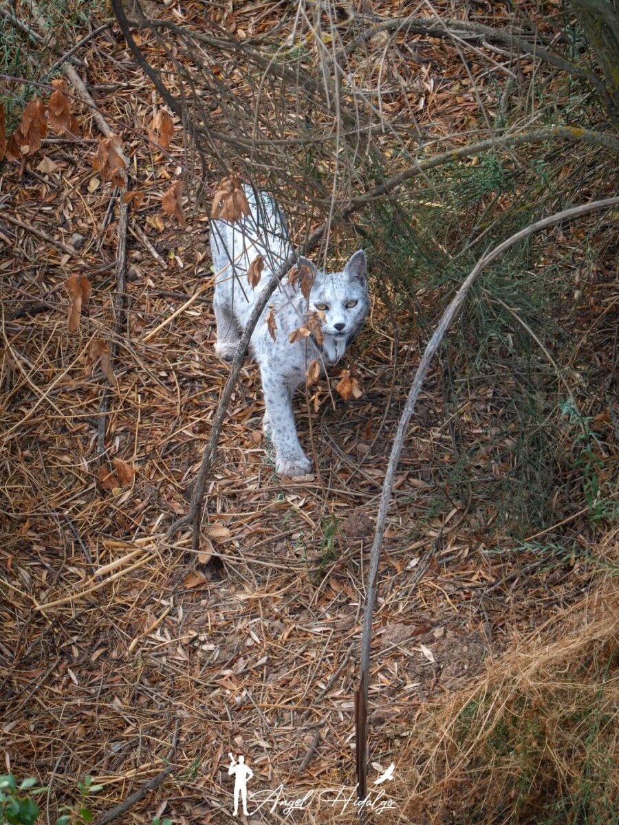 며칠전 세계 최초로 발견된 동물 | 인스티즈