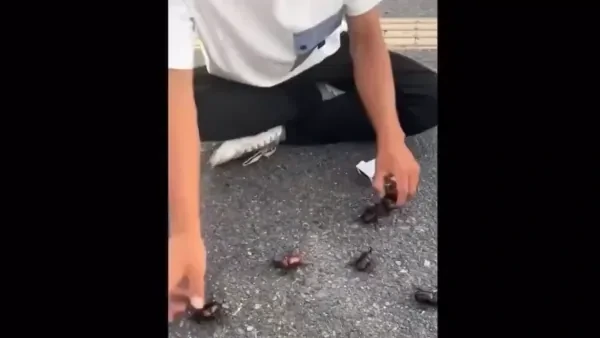 장수풍뎅이가 날아서 도망가면 | 인스티즈