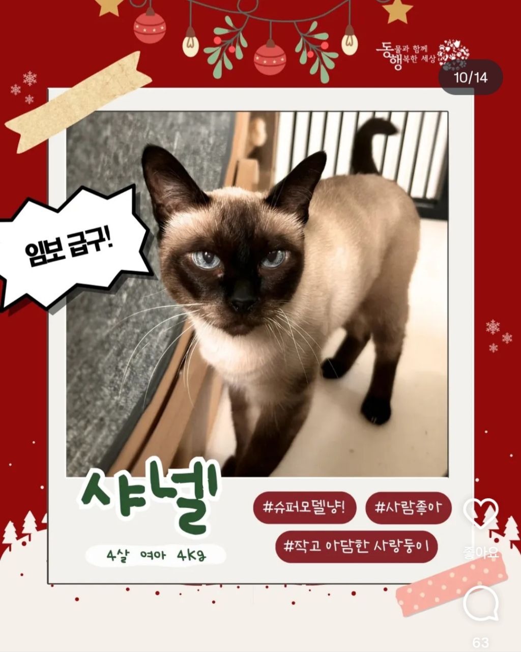 추운겨울 잠깐이라도 강아지 임시보호를 해주자 ㅜㅜ! | 인스티즈