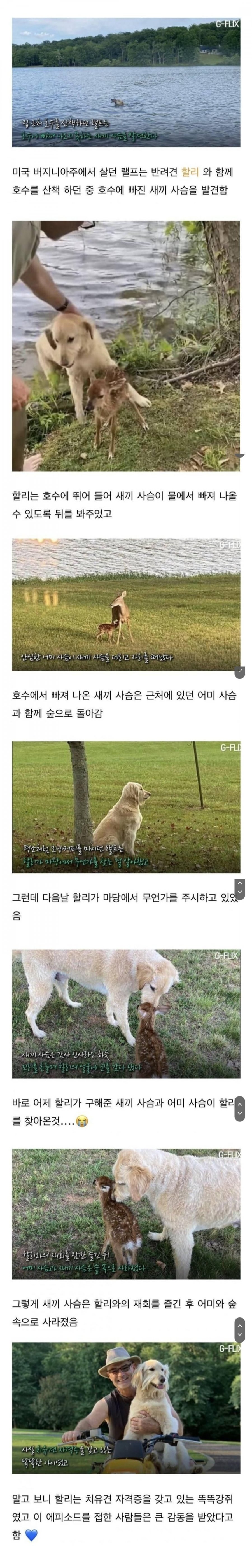 자신을 구해준 개를 찾아온 아기 사슴 | 인스티즈