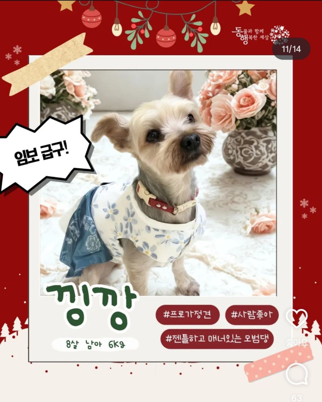 추운겨울 잠깐이라도 강아지 임시보호를 해주자 ㅜㅜ! | 인스티즈