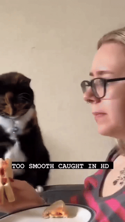 사고치려다 걸린 고양이들 | 인스티즈