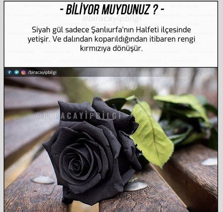 신기한 까만 장미 | 인스티즈