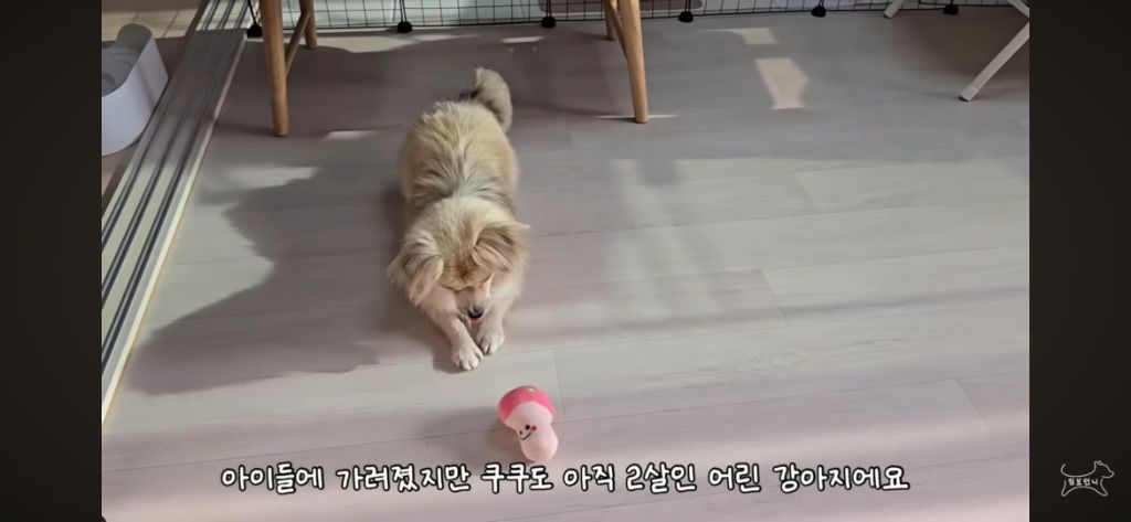 추운겨울 잠깐이라도 강아지 임시보호를 해주자 ㅜㅜ! | 인스티즈