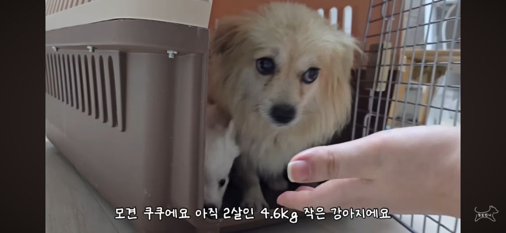 추운겨울 잠깐이라도 강아지 임시보호를 해주자 ㅜㅜ! | 인스티즈