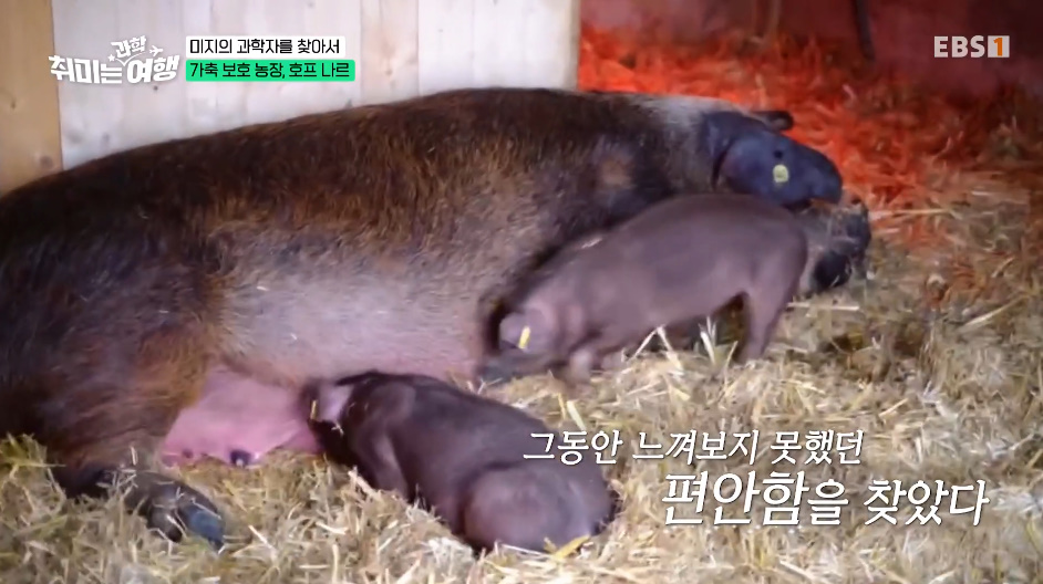 인간의 잔인함을 보여주는 갇혀서 새끼만 180마리 낳은 동물.jpg | 인스티즈