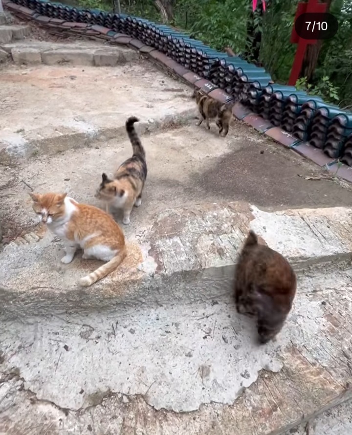 관악산에 사는 고양이들 밥주러 365일 산 타시는 집사님 이야기 들어봐주라. +아가냥들 입양소식 | 인스티즈