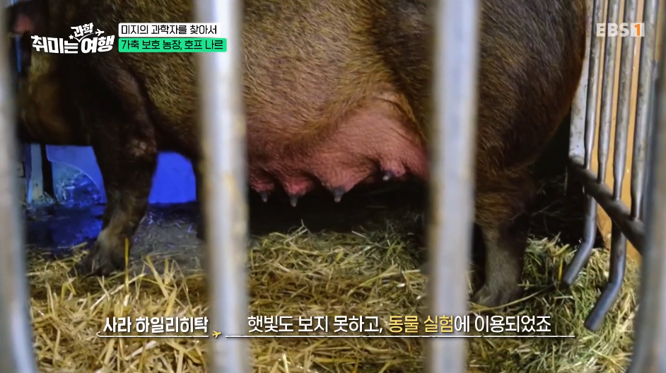 인간의 잔인함을 보여주는 갇혀서 새끼만 180마리 낳은 동물.jpg | 인스티즈