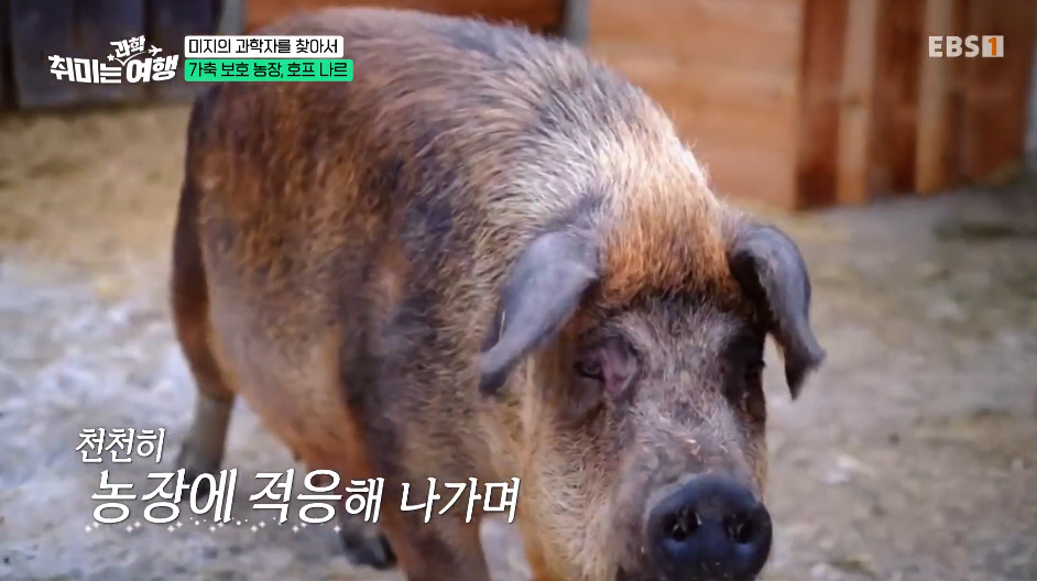 인간의 잔인함을 보여주는 갇혀서 새끼만 180마리 낳은 동물.jpg | 인스티즈