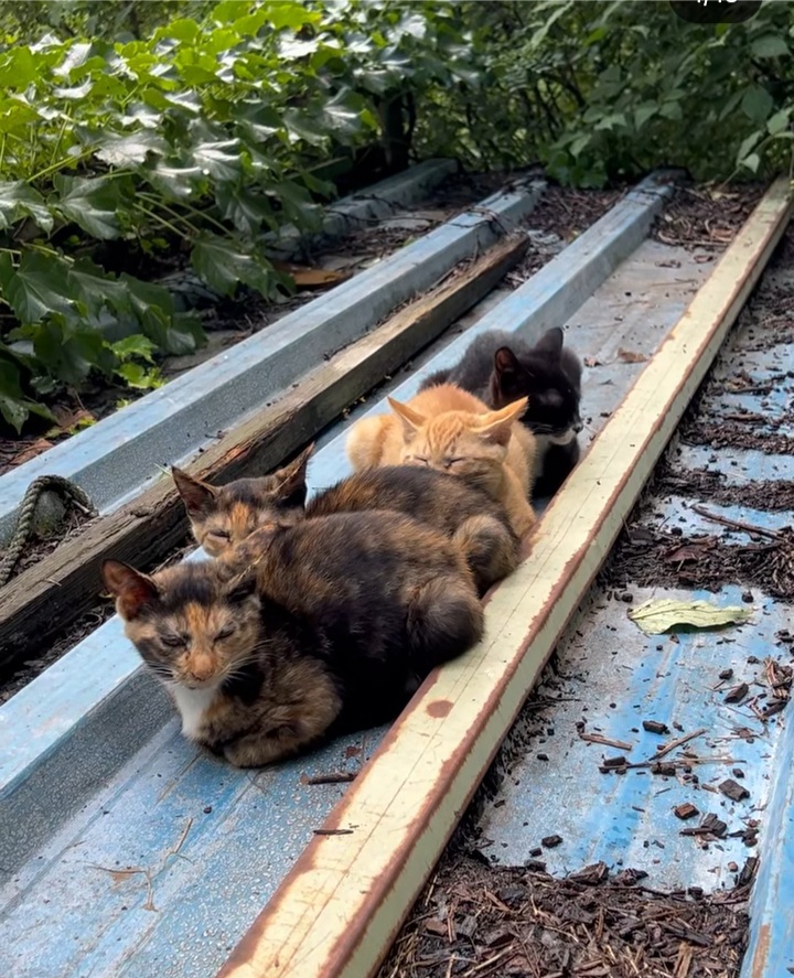 관악산에 사는 고양이들 밥주러 365일 산 타시는 집사님 이야기 들어봐주라. +아가냥들 입양소식 | 인스티즈