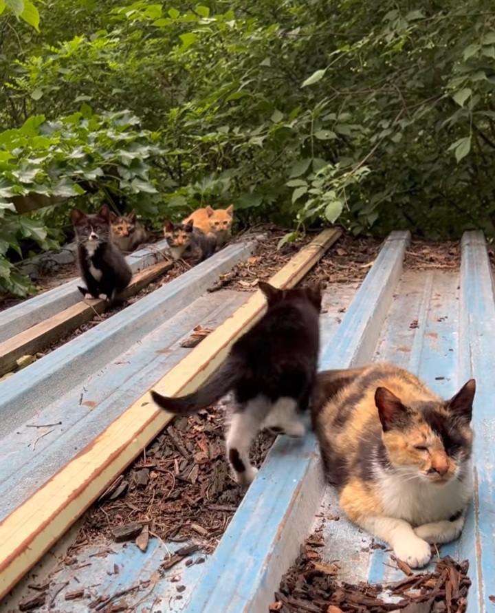 관악산에 사는 고양이들 밥주러 365일 산 타시는 집사님 이야기 들어봐주라. +아가냥들 입양소식 | 인스티즈