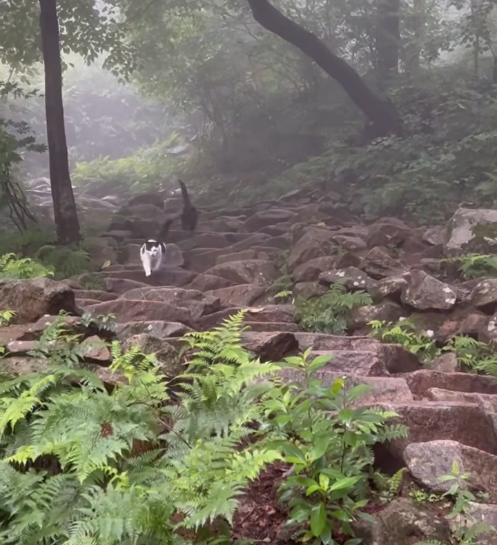 관악산에 사는 고양이들 밥주러 365일 산 타시는 집사님 이야기 들어봐주라. +아가냥들 입양소식 | 인스티즈