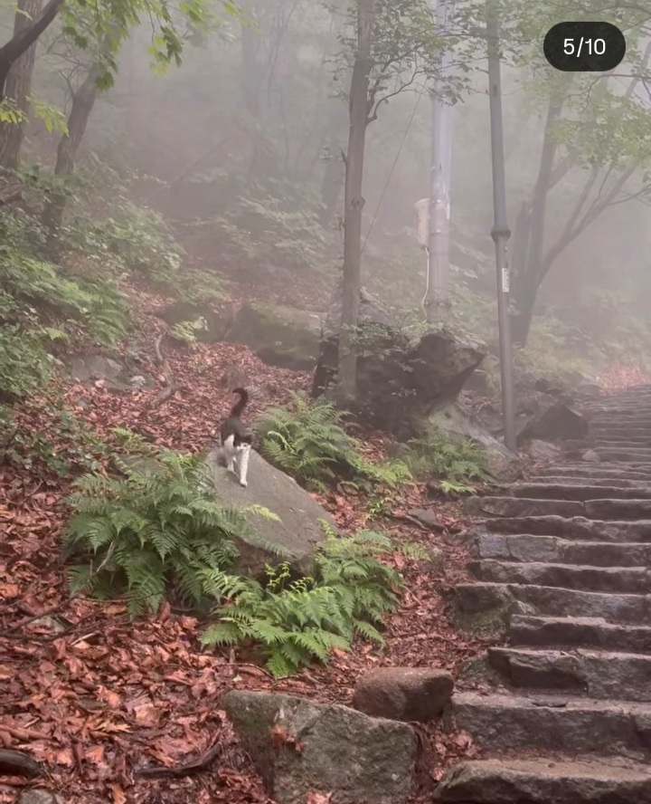 관악산에 사는 고양이들 밥주러 365일 산 타시는 집사님 이야기 들어봐주라. +아가냥들 입양소식 | 인스티즈
