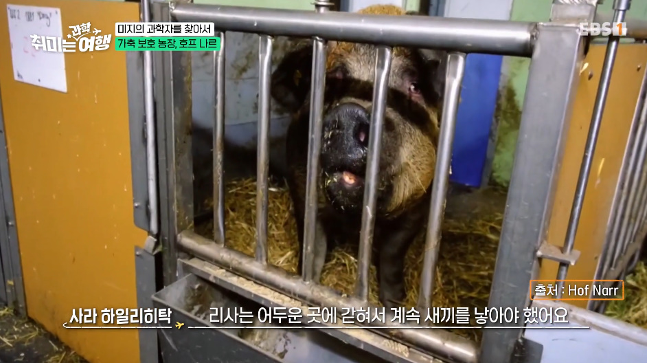 인간의 잔인함을 보여주는 갇혀서 새끼만 180마리 낳은 동물.jpg | 인스티즈