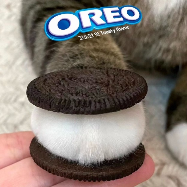 오냥오 | 인스티즈