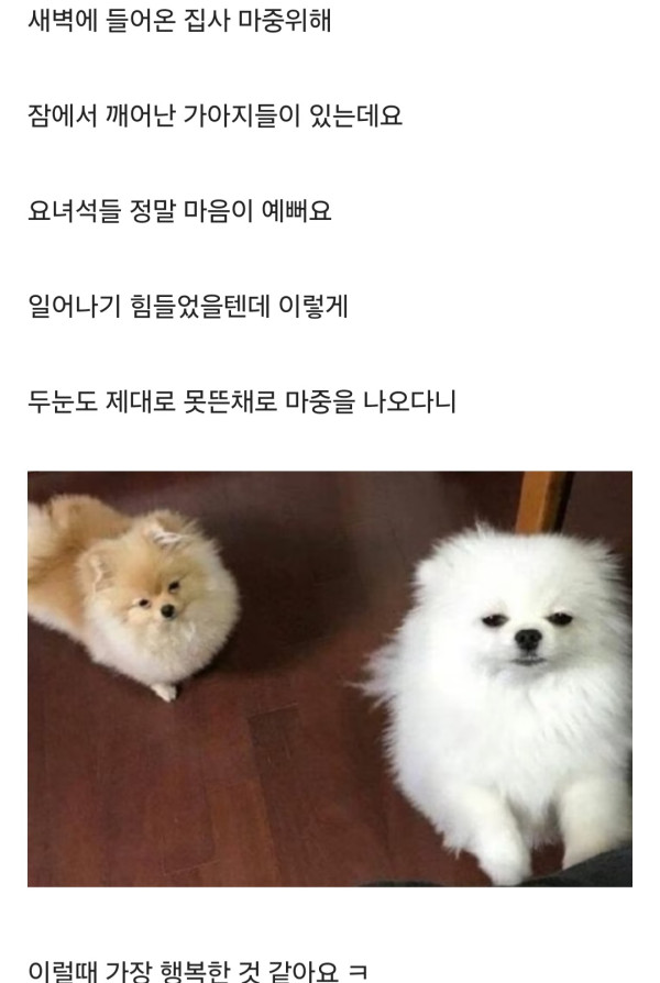 마음이 이쁜 강아지들 | 인스티즈