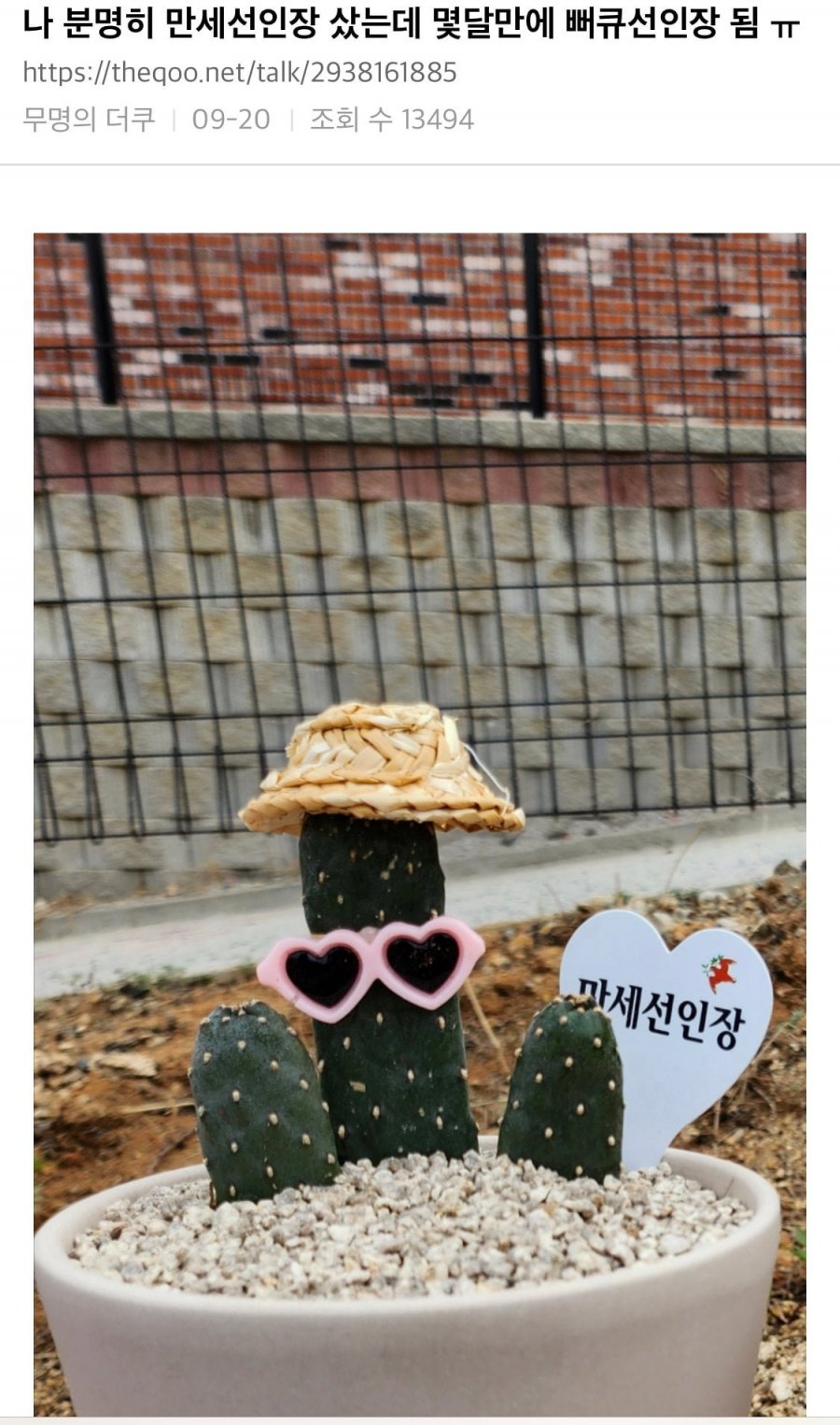 만세 선인장 샀는데 | 인스티즈