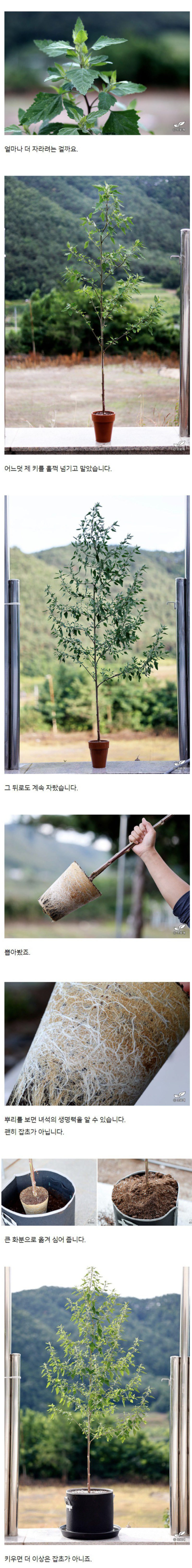 손대면 쑥쑥 키우는 사람들 | 인스티즈