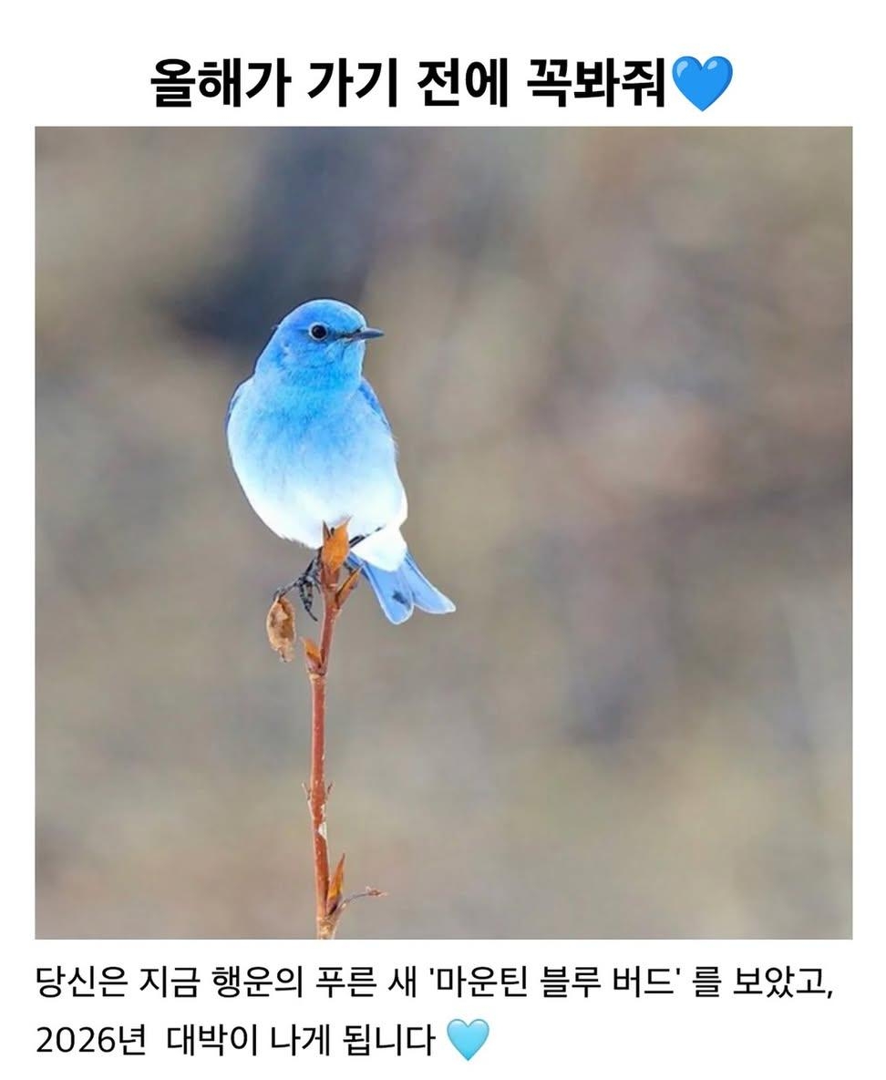 올해 가기 전에 마운틴 블루 버드 보고 가💙 | 인스티즈