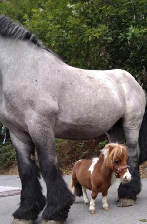 세계에서 가장 작은 말…키 52.6㎝, 귀여움 만렙 | 인스티즈