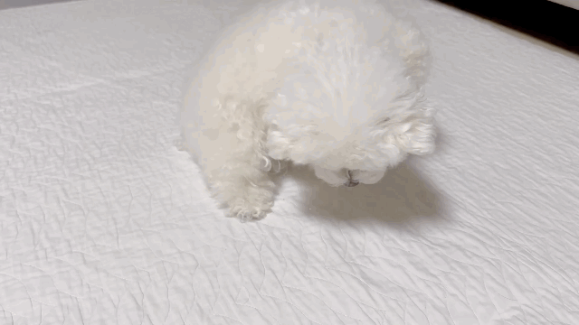 비닐이 발에 붙은 강아지 | 인스티즈