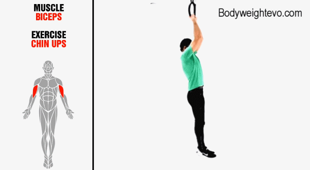 부위별 맨몸 최고 운동. gif | 인스티즈