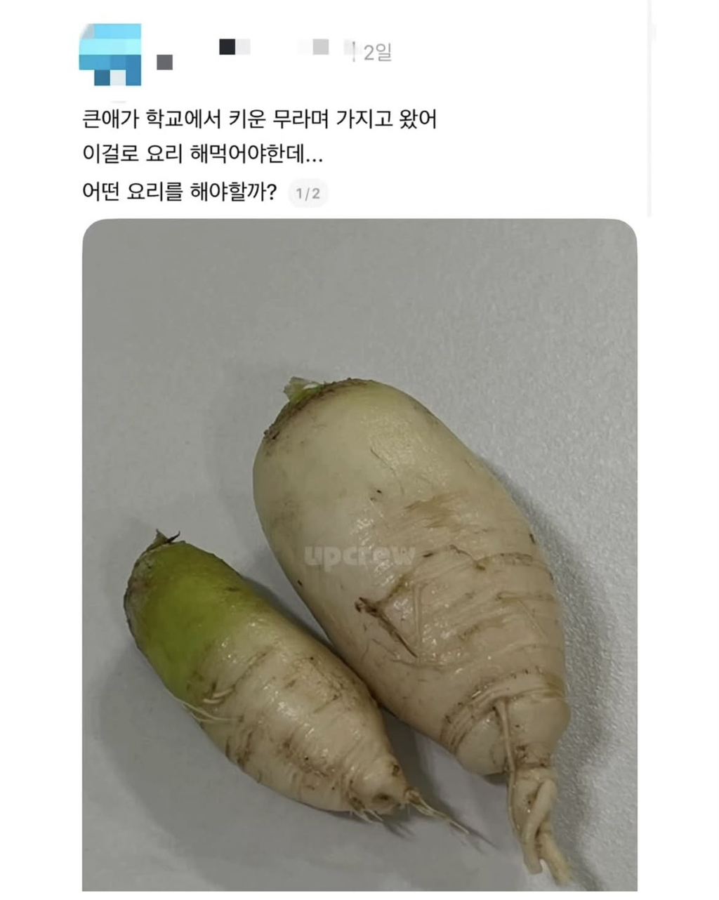 큰 애가 학교에서 키운 무라는데 | 인스티즈