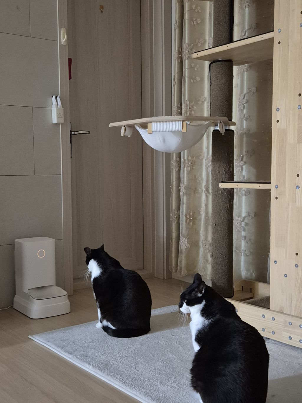 냥이 밥시간 | 인스티즈