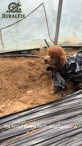 푸들 사용법 | 인스티즈