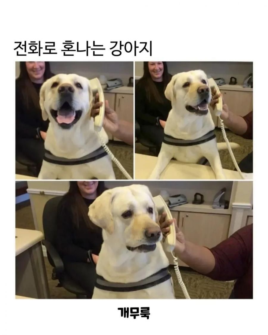 전화로 혼나는 댕댕이 | 인스티즈