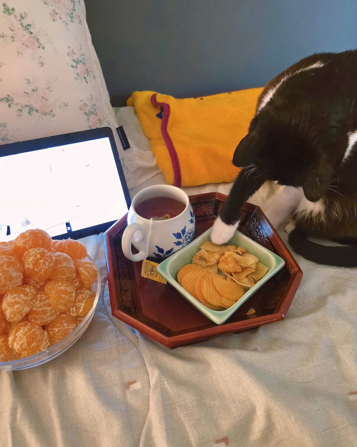 안주 뽏이는 고양이 어떤데 ㅋ 5나탄 ㅋ | 인스티즈