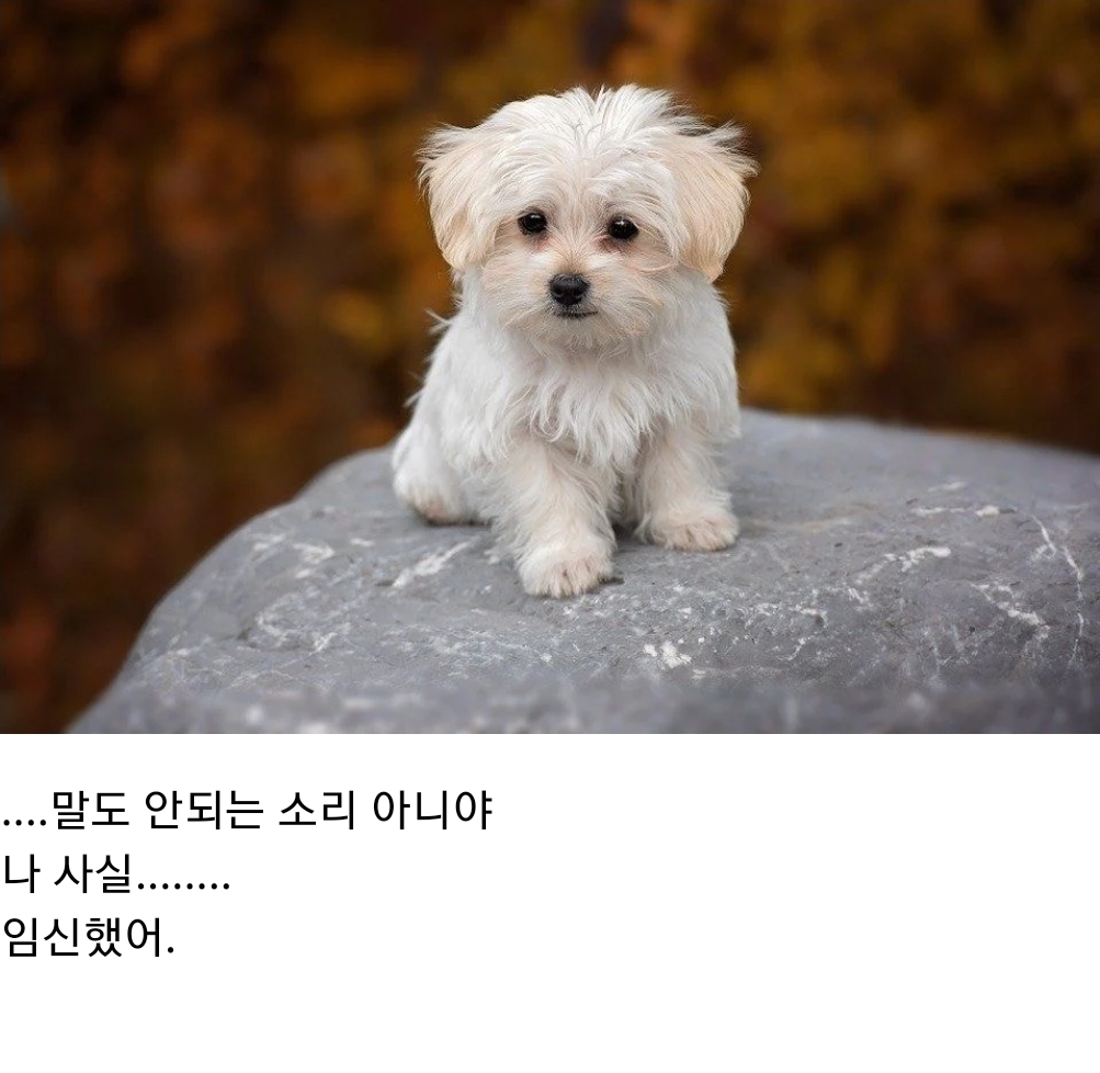 언니 나 사랑하는 개가 생겼어... 그 오빠랑 결혼하고 싶어 | 인스티즈