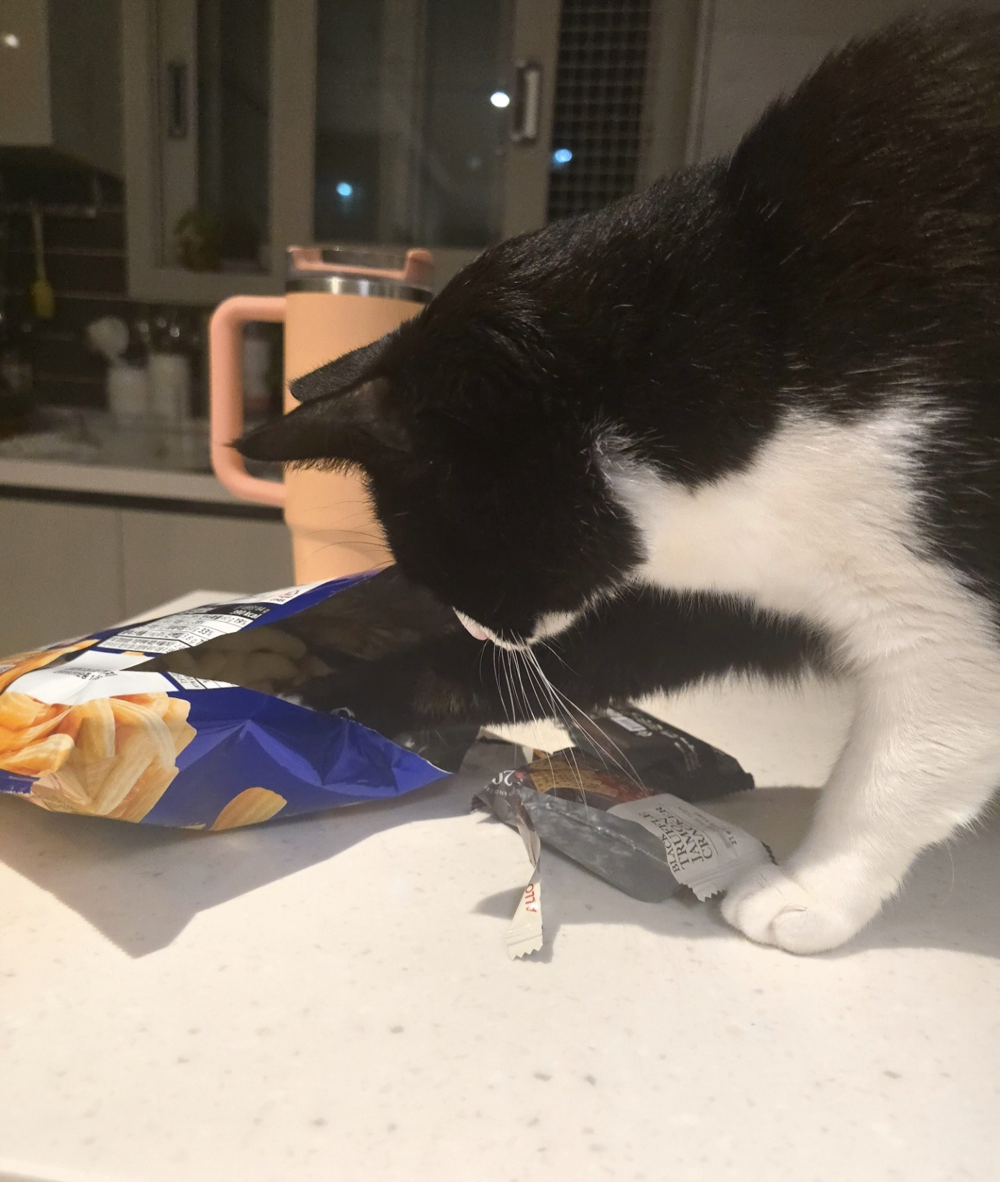 안주 뽏이는 고양이 어떤데 ㅋ 5나탄 ㅋ | 인스티즈