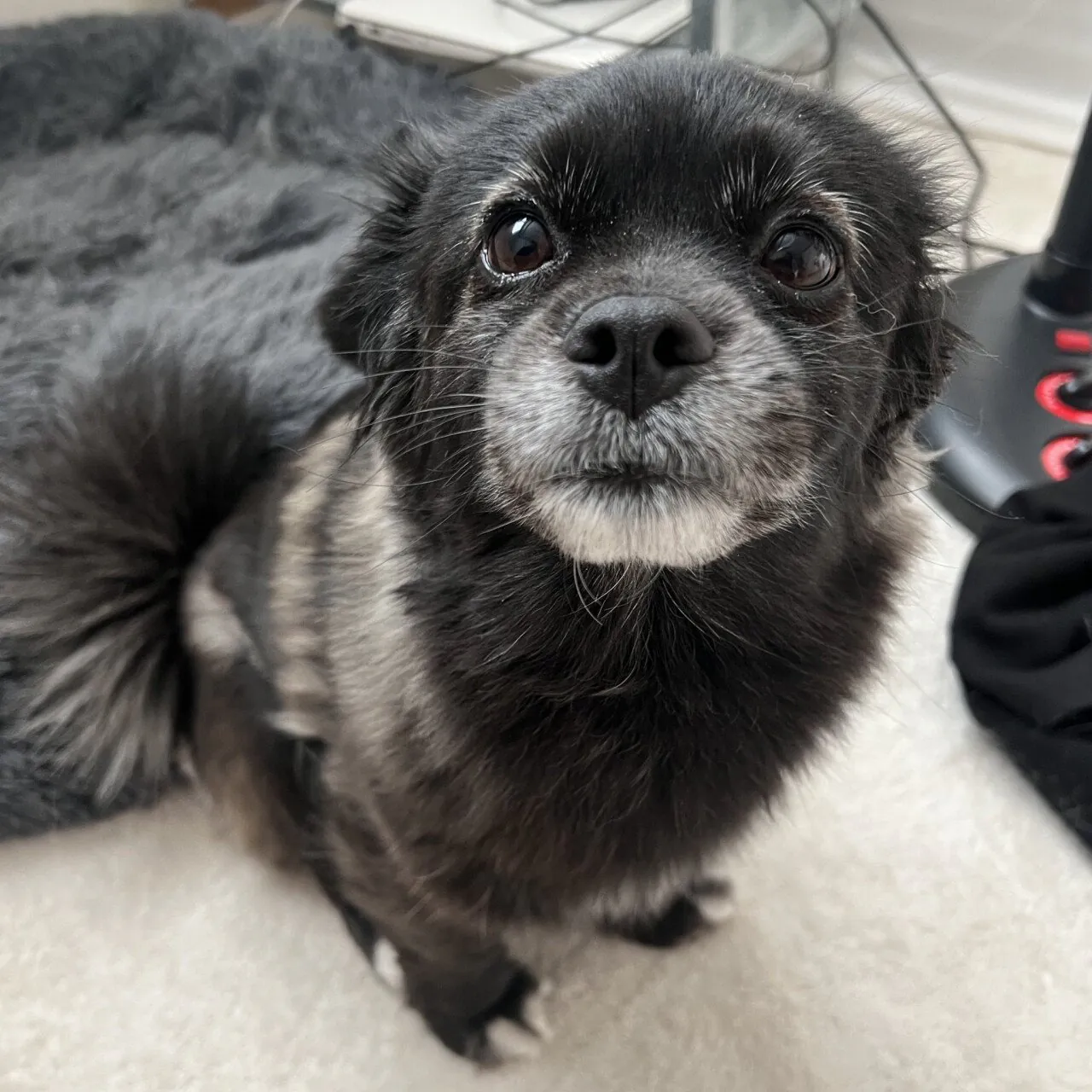 강아지 만져줘요 신호 | 인스티즈