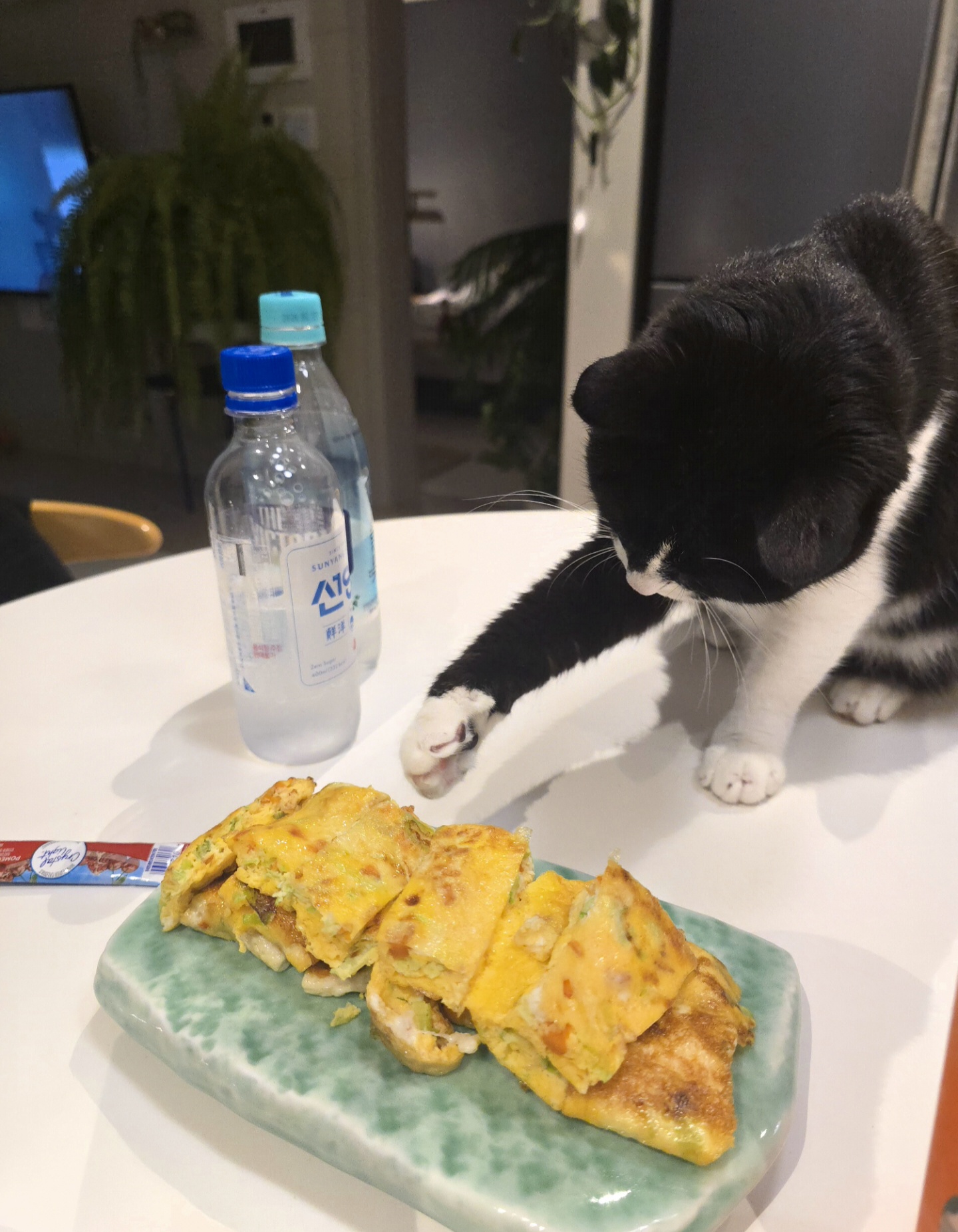 안주 뽏이는 고양이 어떤데 ㅋ 5나탄 ㅋ | 인스티즈