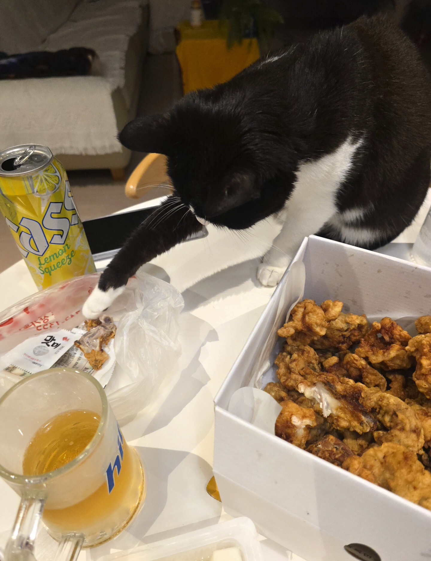 안주 뽏이는 고양이 어떤데 ㅋ 5나탄 ㅋ | 인스티즈