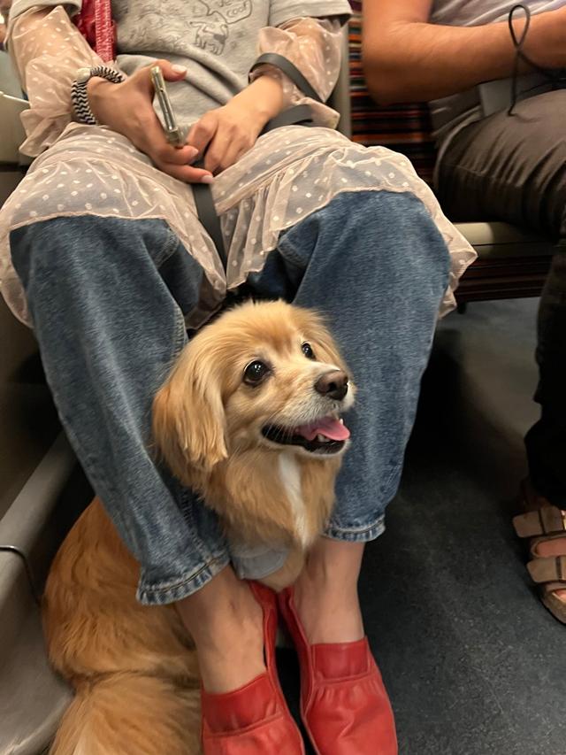 사람들이 개모차 쓰는 진짜 이유 | 인스티즈