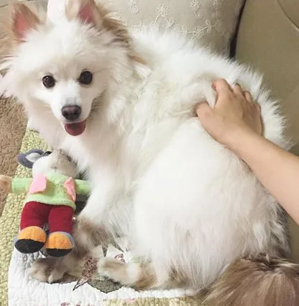 사람들이 개모차 쓰는 진짜 이유 | 인스티즈