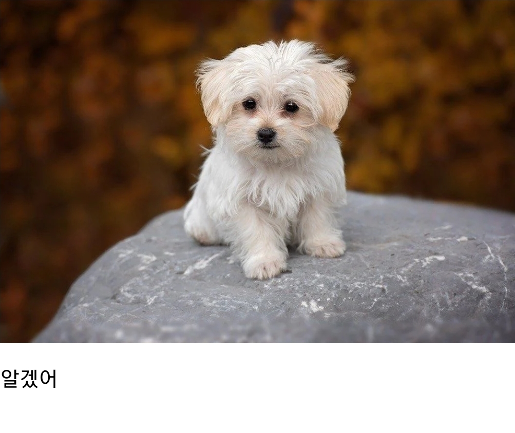 언니 나 사랑하는 개가 생겼어... 그 오빠랑 결혼하고 싶어 | 인스티즈