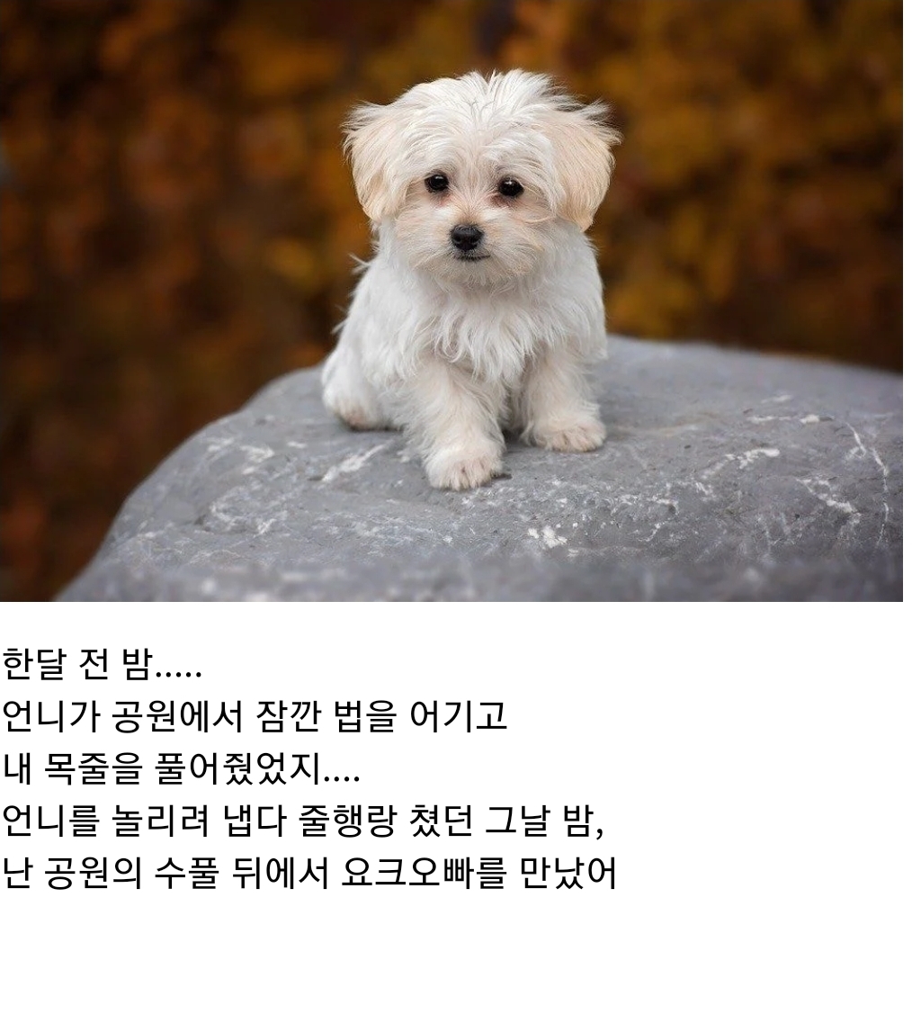 언니 나 사랑하는 개가 생겼어... 그 오빠랑 결혼하고 싶어 | 인스티즈