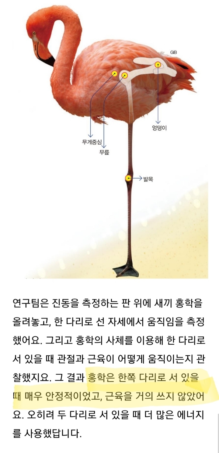 홍학들 한발로 서있기 얼마나 힘들까 | 인스티즈