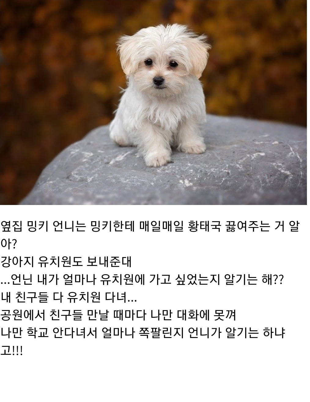언니 나 사랑하는 개가 생겼어... 그 오빠랑 결혼하고 싶어 | 인스티즈