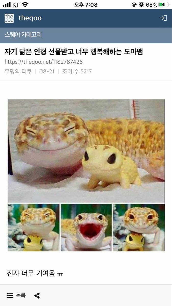 선물받고 좋아하는 도마뱀 | 인스티즈