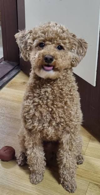 사람들이 개모차 쓰는 진짜 이유 | 인스티즈