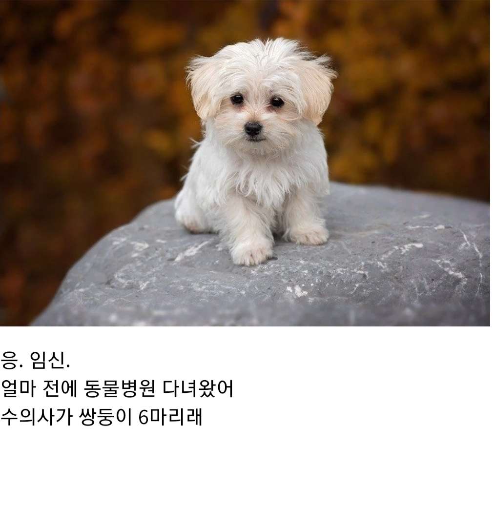 언니 나 사랑하는 개가 생겼어... 그 오빠랑 결혼하고 싶어 | 인스티즈