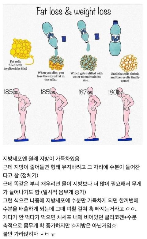 다이어트 하는데 몸무게가 오히려 늘어 | 인스티즈