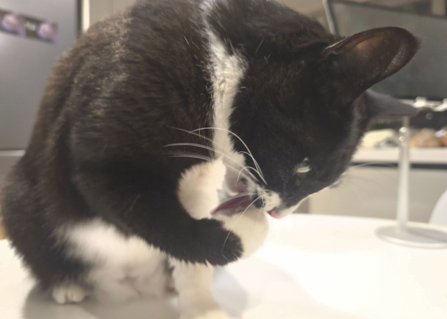 안주 뽏이는 고양이 어떤데 ㅋ 5나탄 ㅋ | 인스티즈