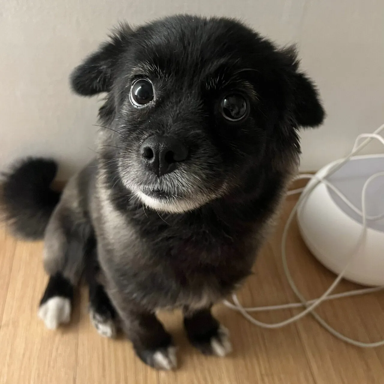 강아지 만져줘요 신호 | 인스티즈